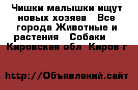   Чишки-малышки ищут новых хозяев - Все города Животные и растения » Собаки   . Кировская обл.,Киров г.